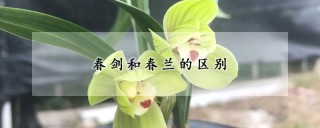 春剑和春兰的区别,第1图