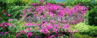 三角梅泡水中能生根吗,第1图