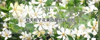 秋天栀子花黄叶是什么原因,第1图