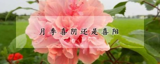 月季喜阴还是喜阳,第1图