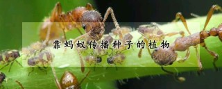 靠蚂蚁传播种子的植物,第1图