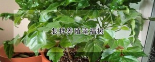 怎样养殖幸福树,第1图