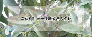 幸福树叶子一碰就掉怎么挽救,第1图