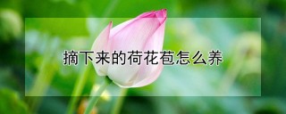 摘下来的荷花苞怎么养,第1图