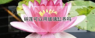 碗莲可以用玻璃缸养吗,第1图