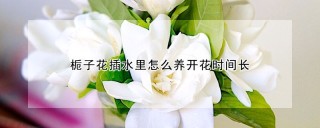 栀子花插水里怎么养开花时间长,第1图