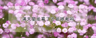 满天星发霉了还能拯救吗,第1图