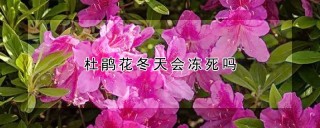 杜鹃花冬天会冻死吗,第1图