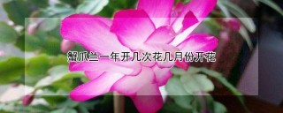 蟹爪兰一年开几次花几月份开花,第1图