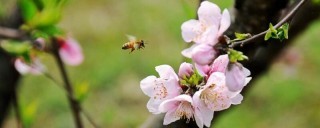 桃花花期一般在几月份,第1图