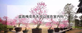 盆栽梅花冬天可以放在室内吗,第1图