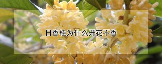 日香桂为什么开花不香,第1图