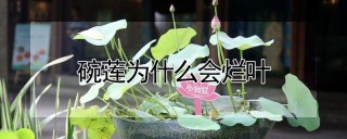 碗莲为什么会烂叶,第1图