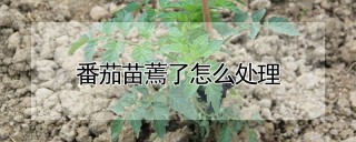 番茄苗蔫了怎么处理,第1图