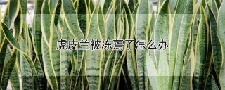 虎皮兰被冻蔫了怎么办,第1图