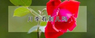 月季有刺儿吗,第1图