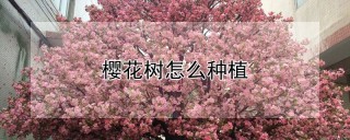 樱花树怎么种植,第1图