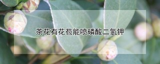 茶花有花苞能喷磷酸二氢钾,第1图