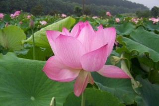 荷花什么时候开花，荷花的盛花期在盛夏时期,第5图