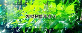 发财树能长多大,第1图