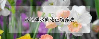 水培洋水仙花正确养法,第1图