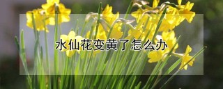 水仙花变黄了怎么办,第1图