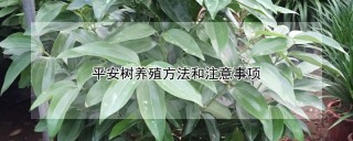 平安树养殖方法和注意事项,第1图