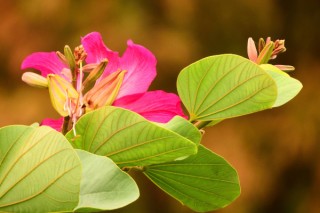 紫荆花是先开花后长叶吗,第2图