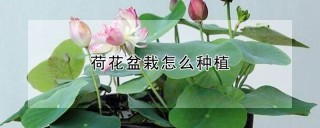 荷花盆栽怎么种植,第1图