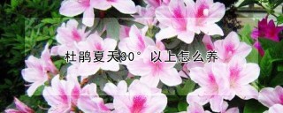 杜鹃夏天30°以上怎么养,第1图