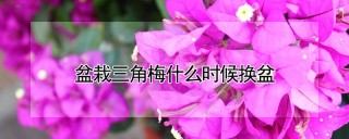 盆栽三角梅什么时候换盆,第1图