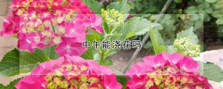 中午能浇花吗,第1图