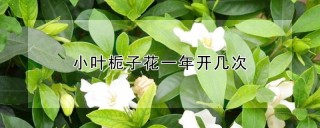 小叶栀子花一年开几次,第1图