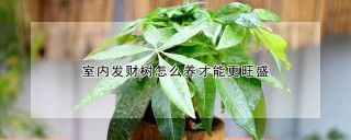 室内发财树怎么养才能更旺盛,第1图