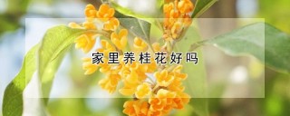 家里养桂花好吗,第1图