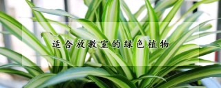 适合放教室的绿色植物,第1图