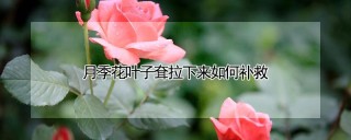 月季花叶子耷拉下来如何补救,第1图