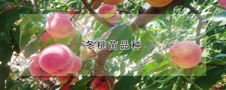 冬桃苗品种,第1图