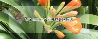 君子兰为什么不开花是啥原因,第1图