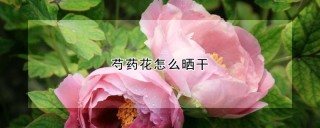 芍药花怎么晒干,第1图