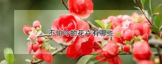 不怕冷的花卉有哪些,第1图