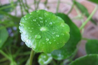 铜钱草除甲醛吗，能/但除甲醛效果一般,第2图