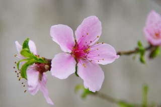 桃花盆栽养殖方法，忌使用碱土进行养护,第3图