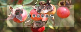 月季有果实吗,第1图