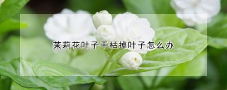 茉莉花叶子干枯掉叶子怎么办,第1图