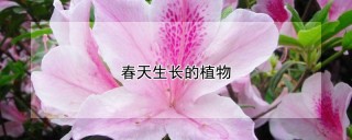 春天生长的植物,第1图