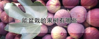 能盆栽的果树有哪些,第1图