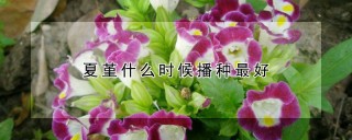 夏堇什么时候播种最好,第1图