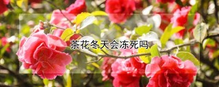 茶花冬天会冻死吗,第1图