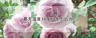 夏天温度38度月季怎么办,第1图